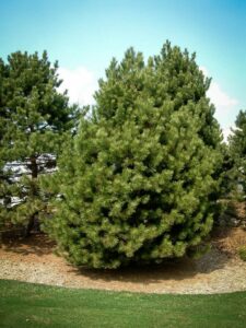 Сосна Чёрная (Pinus Nigra) купить по цене от 270.00р. в интернет-магазине «Посадика» с доставкой почтой в в Фурманове и по всей России – [изображение №1].