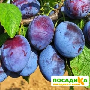 Слива Чачакская ранняя купить по цене от 229.00р. в интернет-магазине «Посадика» с доставкой почтой в в Фурманове и по всей России – [изображение №1].