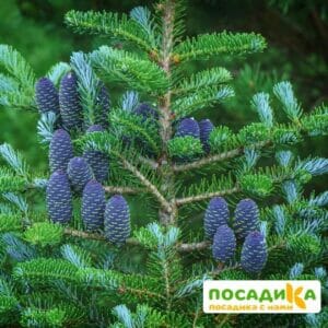 Пихта корейская (Abies koreana) купить по цене от 450.00р. в интернет-магазине «Посадика» с доставкой почтой в в Фурманове и по всей России – [изображение №1].