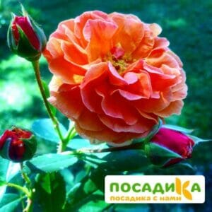 Роза Арабия купить по цене от 350.00р. в интернет-магазине «Посадика» с доставкой почтой в в Фурманове и по всей России – [изображение №1].