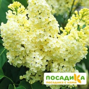 Сирень Примроуз (Primrose) купить по цене от 529.00р. в интернет-магазине «Посадика» с доставкой почтой в в Фурманове и по всей России – [изображение №1].