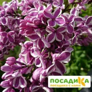 Сирень Сенсация купить по цене от 529.00р. в интернет-магазине «Посадика» с доставкой почтой в в Фурманове и по всей России – [изображение №1].