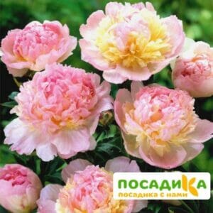 Пион Распберри Сандей (Paeonia Raspberry Sundae) купить по цене от 959р. в интернет-магазине «Посадика» с доставкой почтой в в Фурманове и по всей России – [изображение №1].