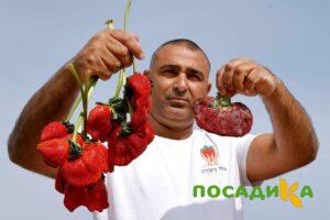 Клубника Гигант Джорнея купить по цене от 266р. в интернет-магазине «Посадика» с доставкой почтой в в Фурманове и по всей России – [изображение №1].