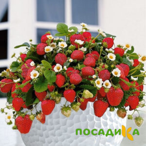 Клубника Рубиновый Шепот (горшечная) купить по цене от 240р. в интернет-магазине «Посадика» с доставкой почтой в в Фурманове и по всей России – [изображение №1].