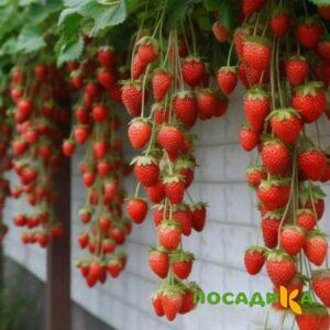 Клубника вьющаяся Комплимент купить по цене от 470р. в интернет-магазине «Посадика» с доставкой почтой в в Фурманове и по всей России – [изображение №1].