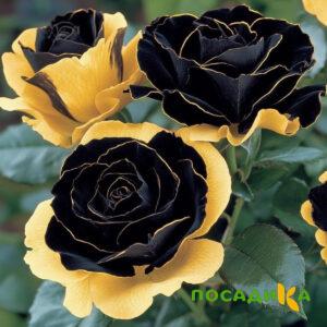 Роза Ханни Сикл купить по цене от 700р. в интернет-магазине «Посадика» с доставкой почтой в в Фурманове и по всей России – [изображение №1].