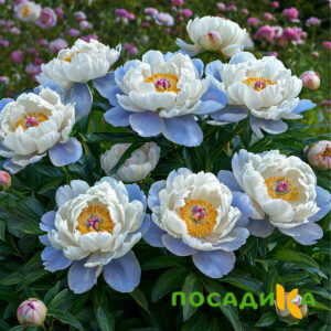 Пион акварельный Этюд купить по цене от 806р. в интернет-магазине «Посадика» с доставкой почтой в в Фурманове и по всей России – [изображение №1].