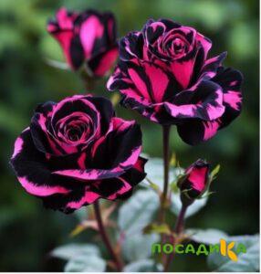 Роза Багровый Шепот купить по цене от 366р. в интернет-магазине «Посадика» с доставкой почтой в в Фурманове и по всей России – [изображение №1].