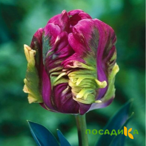 Тюльпан Экзотик Хэвен купить по цене от 186р. в интернет-магазине «Посадика» с доставкой почтой в в Фурманове и по всей России – [изображение №1].