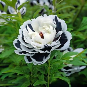 Пион Монохромный Шик купить по цене от 429р. в интернет-магазине «Посадика» с доставкой почтой в в Фурманове и по всей России – [изображение №1].