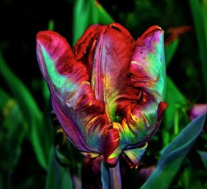 Тюльпан Эирпрайз купить по цене от 270р. в интернет-магазине «Посадика» с доставкой почтой в в Фурманове и по всей России – [изображение №1].