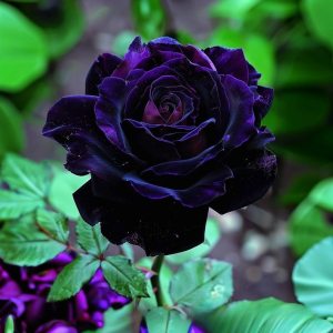 Роза Блэк Пантер купить по цене от 319р. в интернет-магазине «Посадика» с доставкой почтой в в Фурманове и по всей России – [изображение №1].