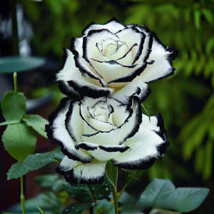 Роза Силк Ивин купить по цене от 319р. в интернет-магазине «Посадика» с доставкой почтой в в Фурманове и по всей России – [изображение №1].