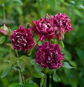 Роза Опаловый Пейзаж купить по цене от 490р. в интернет-магазине «Посадика» с доставкой почтой в в Фурманове и по всей России – [изображение №1].