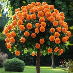 Роза Солнечный Шарм купить по цене от 349р. в интернет-магазине «Посадика» с доставкой почтой в в Фурманове и по всей России – [изображение №1].