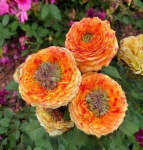 Роза Золотой Мираж купить по цене от 420р. в интернет-магазине «Посадика» с доставкой почтой в в Фурманове и по всей России – [изображение №1].