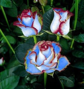 Роза Сафайер Пэтл купить по цене от 450р. в интернет-магазине «Посадика» с доставкой почтой в в Фурманове и по всей России – [изображение №1].